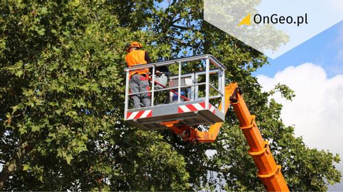 Nieruchomość Wycinka drzew 2026. Kiedy możesz wyciąć drzewo bez pozwolenia? 